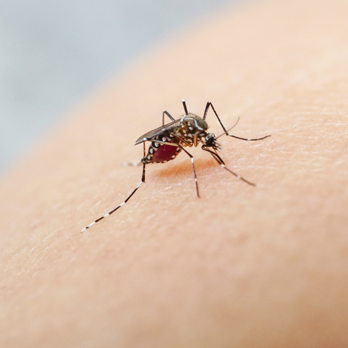 Mosquito-Borne Diseases